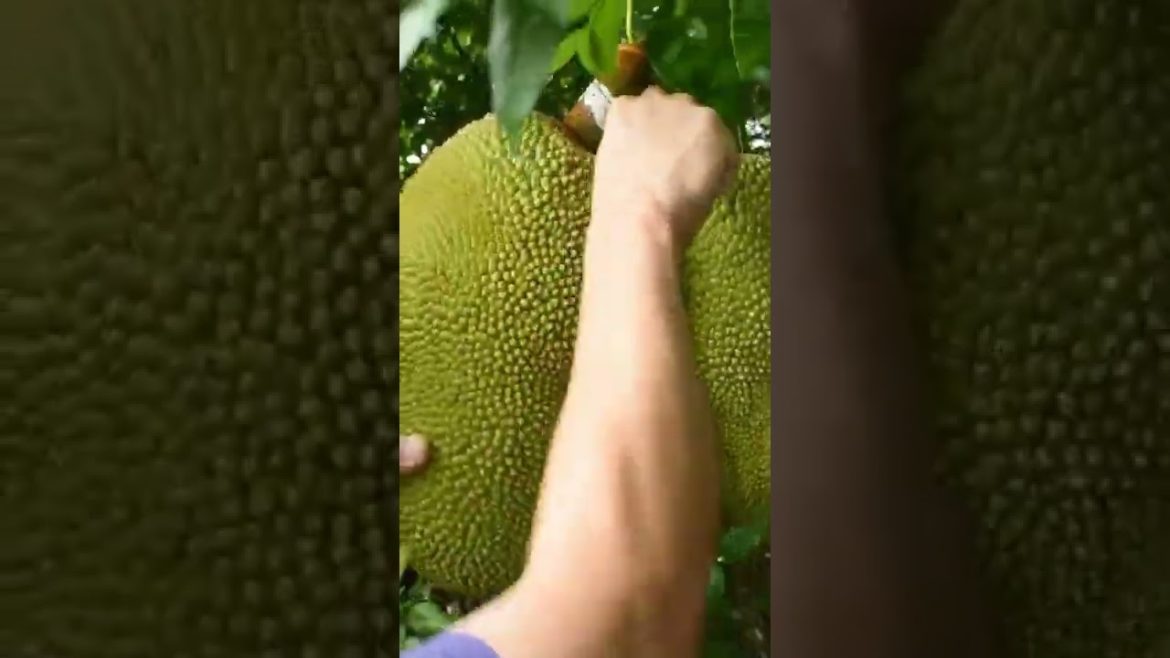 Harvesting Jack Fruits Harvesting Jack Fruits
