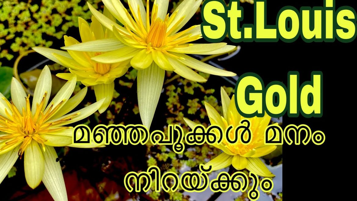St Louis Gold yellow colour waterlily, waterlily sale malayalam/ online plant / yellow Waterlily St Louis Gold yellow colour waterlily, waterlily sale malayalam/ online plant / yellow Waterlily