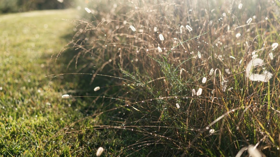 Tuesday Gardening Series: The Ornamental Grass Toolbox Tuesday Gardening Series: The Ornamental Grass Toolbox