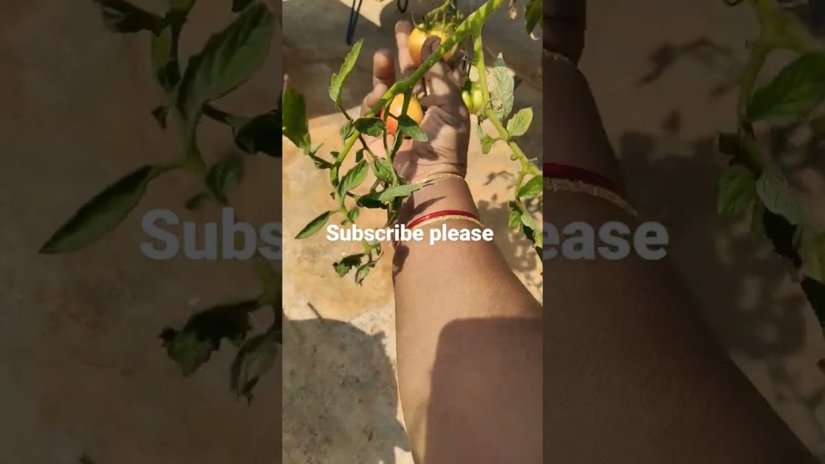 tomatoes at terrace garden #shorts #gardening#harvesting