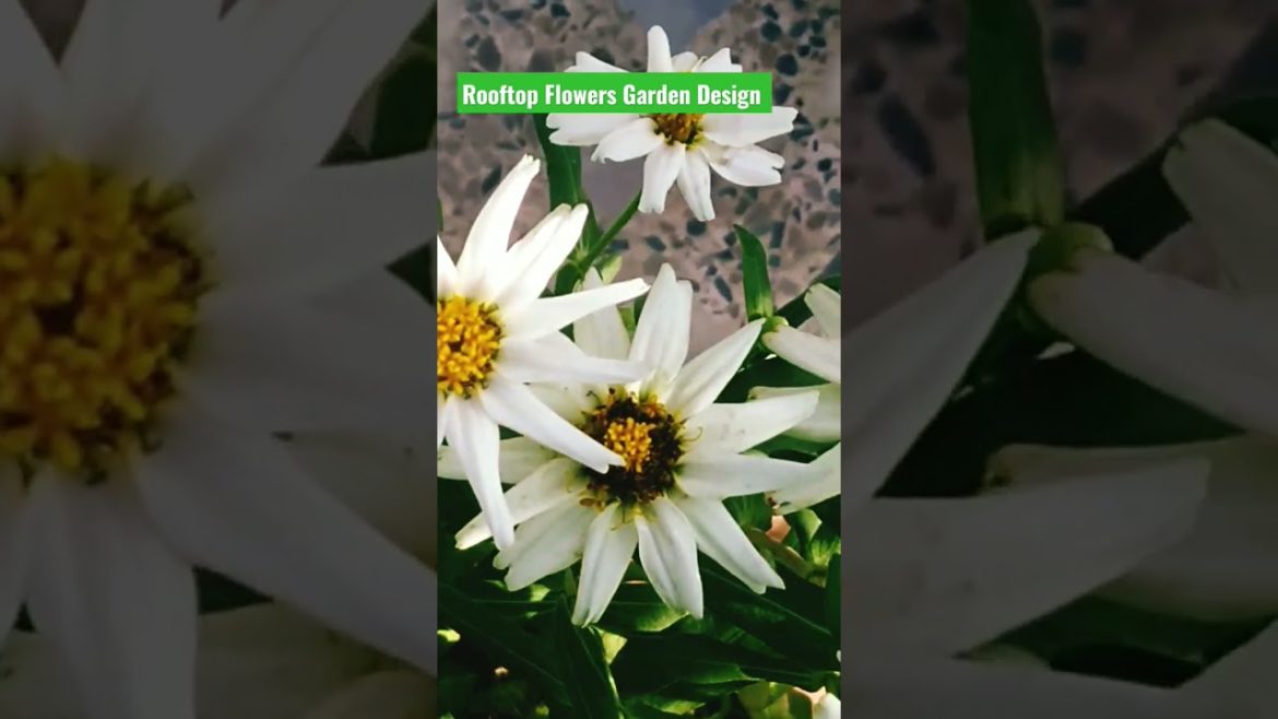 Rooftop Flowers Garden Design. Which Flowers Do You đ  Choose for Garden đ? Rooftop Flowers Garden Design. Which Flowers Do You đ  Choose for Garden đ?