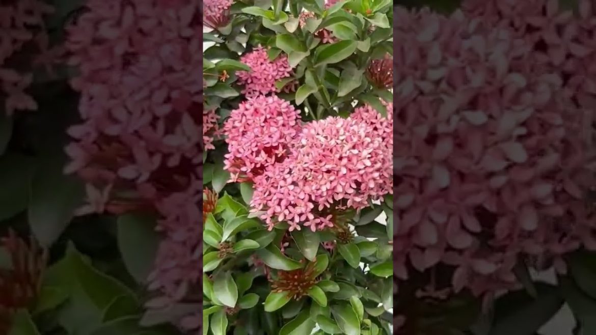 Flowers ixora #rosegardening #youtube #shorts #gardening