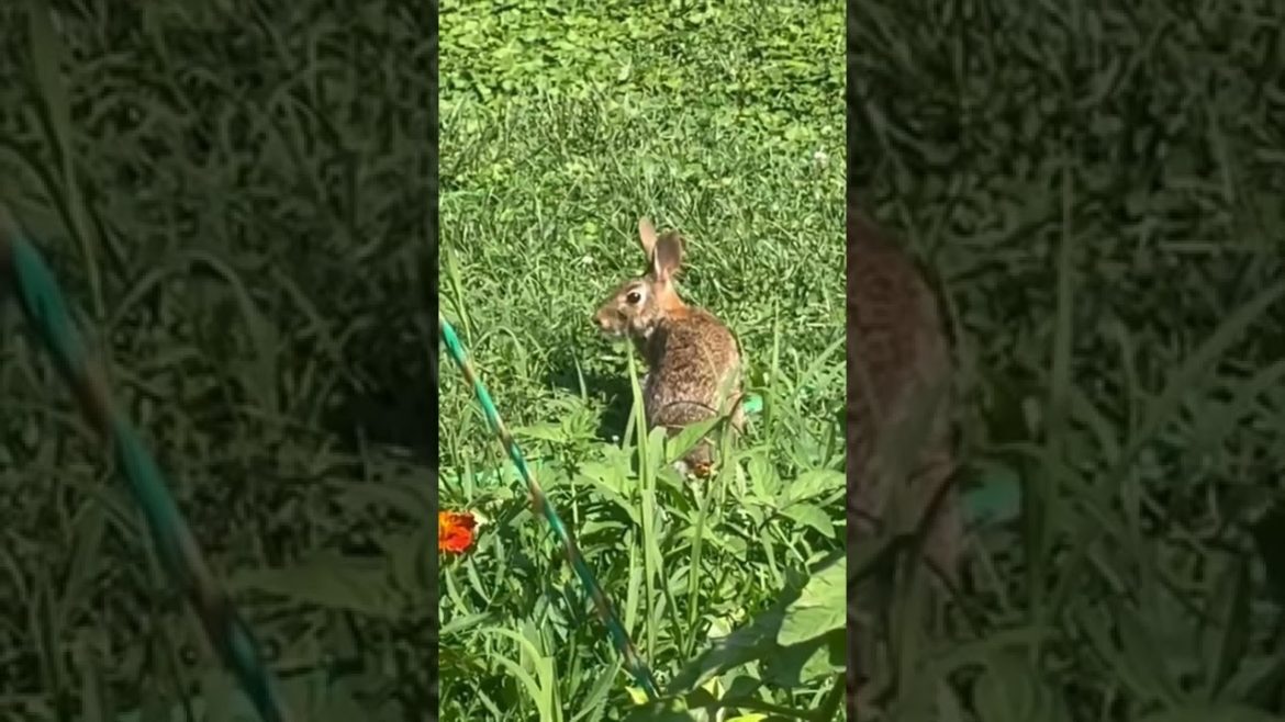Growing Beautiful Home Grown Vegetables & Flowers in my backyard garden #short #shorts Growing Beautiful Home Grown Vegetables & Flowers in my backyard garden #short #shorts