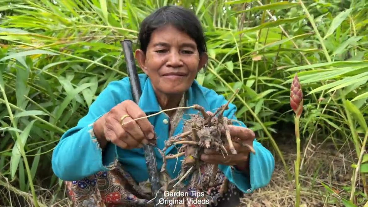 HARVEST GINGER IN THE FORESTGARDEN TIPS.