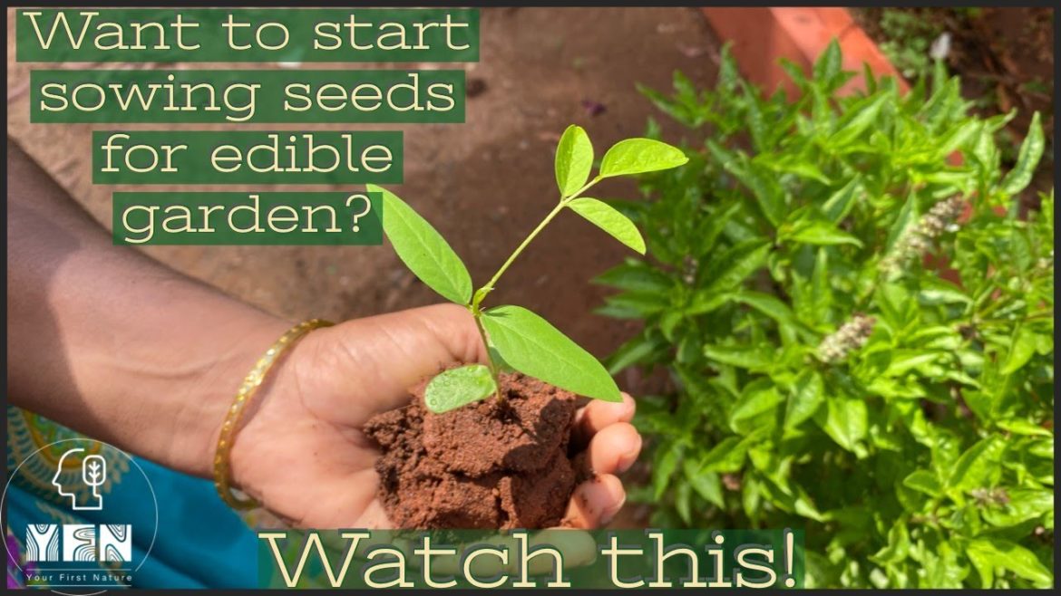 Sowing seedlings in my Edible Garden Sowing seedlings in my Edible Garden