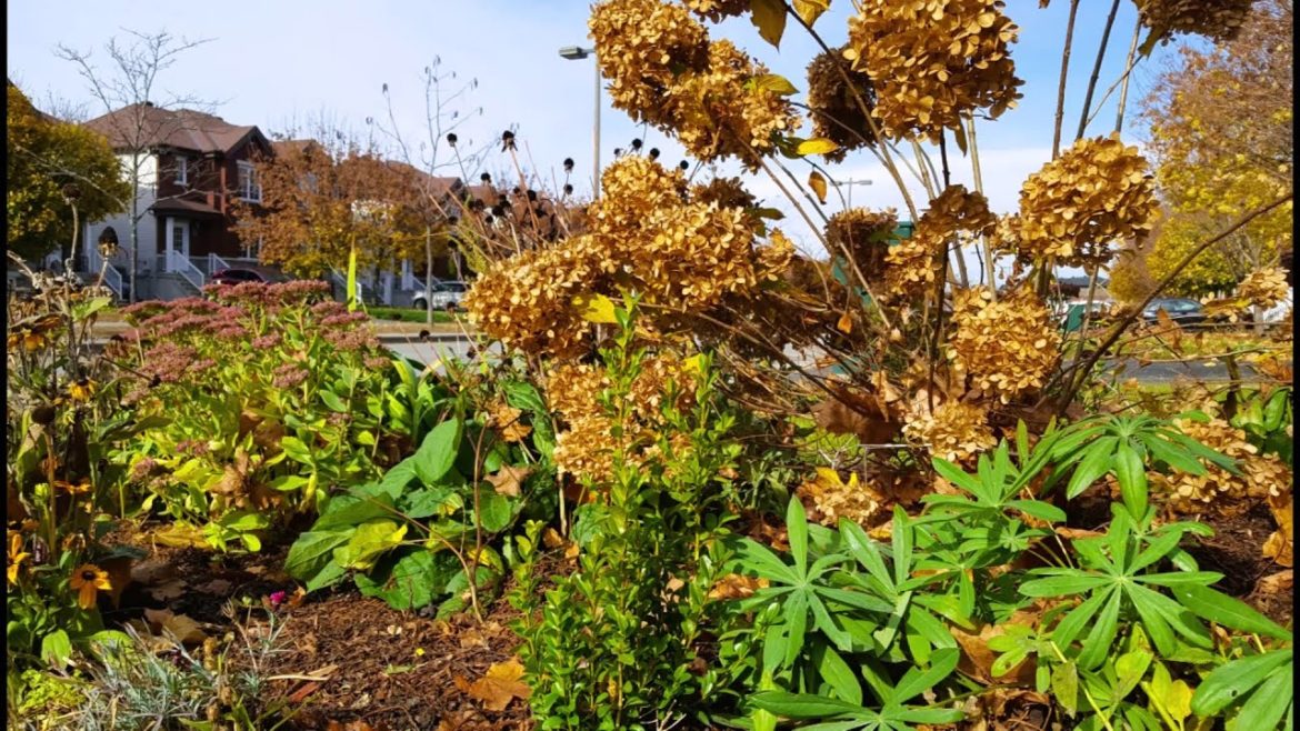 November Perennial garden Tour Update | Preparing Perennial Garden for Winter