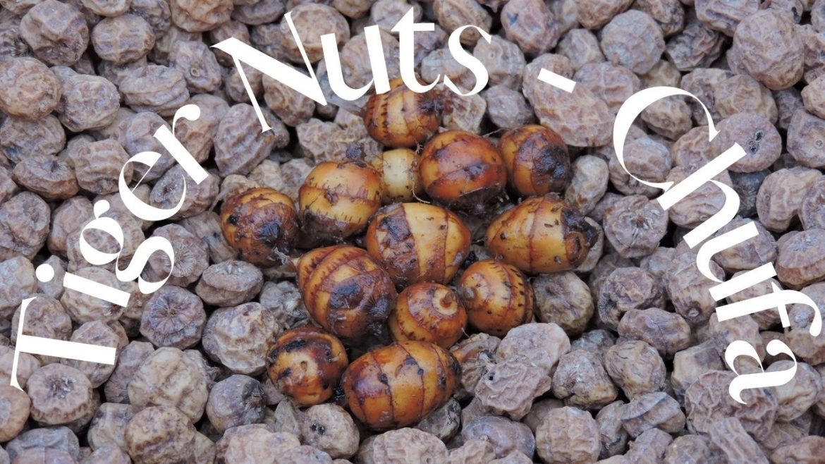 Tiger Nuts Chufa Harvest Ancient Edible Tubers