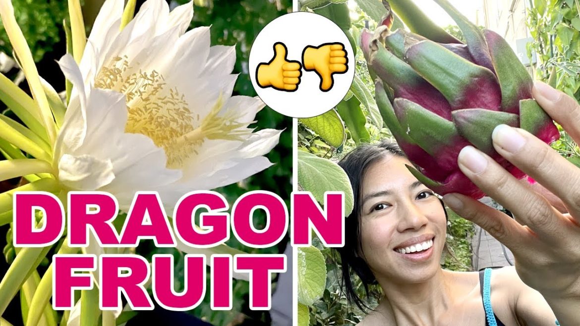 How Does Dragon Fruit Really Taste | Trellis Update