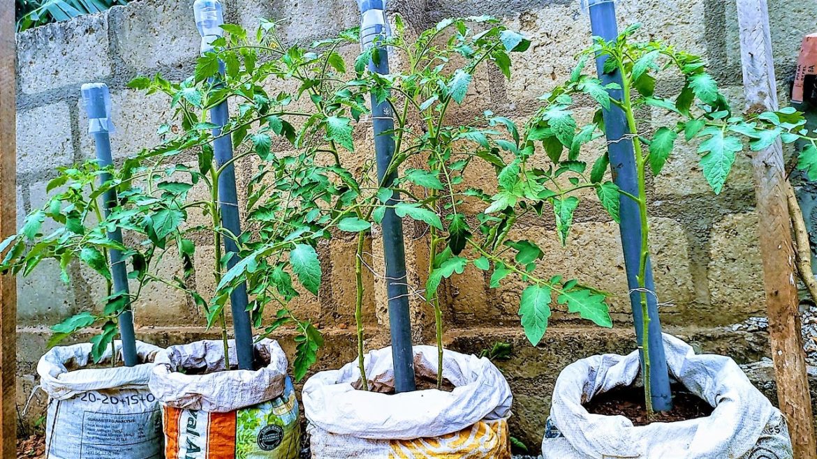 How to make a dual-purpose semi-drip system for growing TOMATOES
