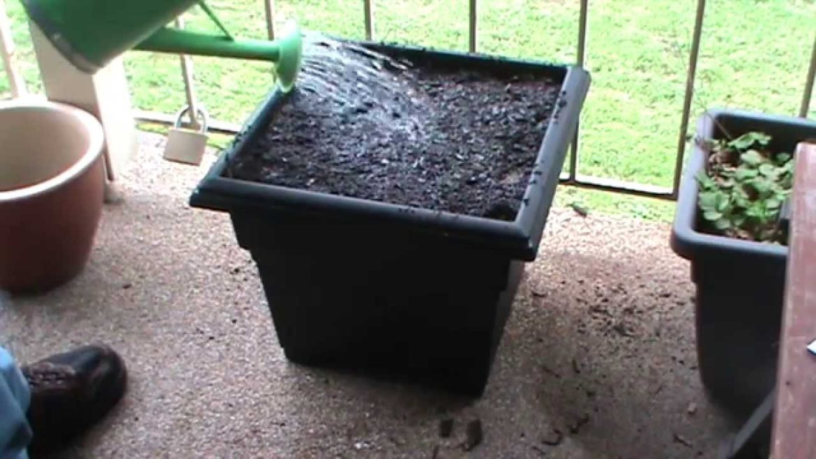 Phil's Gardening Tips And Tricks Container Gardening Is Now Water Efficient Wicker Meets Hugelkultur Phil's Gardening Tips And Tricks Container Gardening Is Now Water Efficient Wicker Meets Hugelkultur