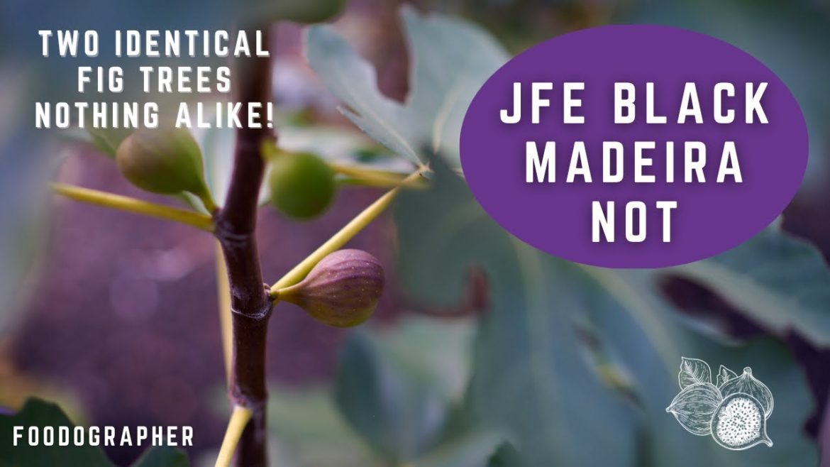 Comparing Two Fig Trees One Year Apart – COMPLETELY Different Results! JFE Black Madeira Not. Comparing Two Fig Trees One Year Apart - COMPLETELY Different Results! JFE Black Madeira Not.