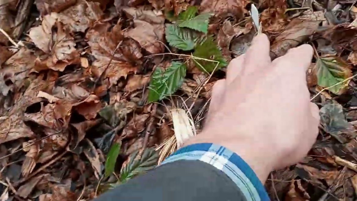 Early Spring Boysenberry Update - Indiana Urban Edible Landscaping