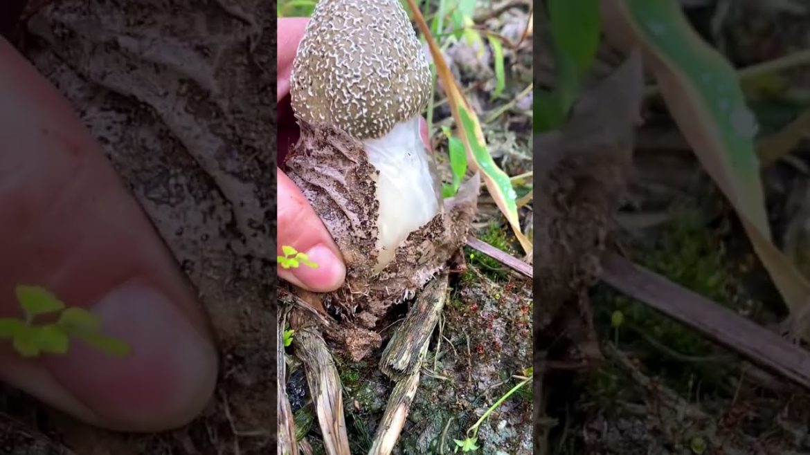 Cooking Mushrooms wear the bride's dress (Bamboo Mushroom) #shorts #lifestyle #cooking