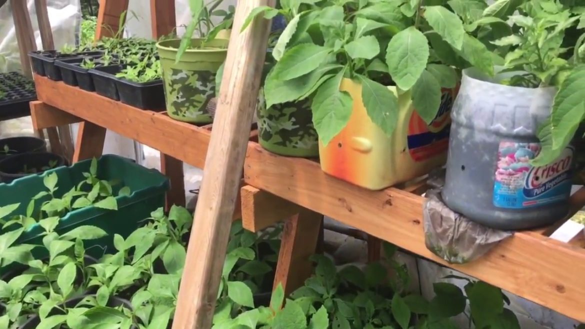 Container Garden 2 - organic vegetables