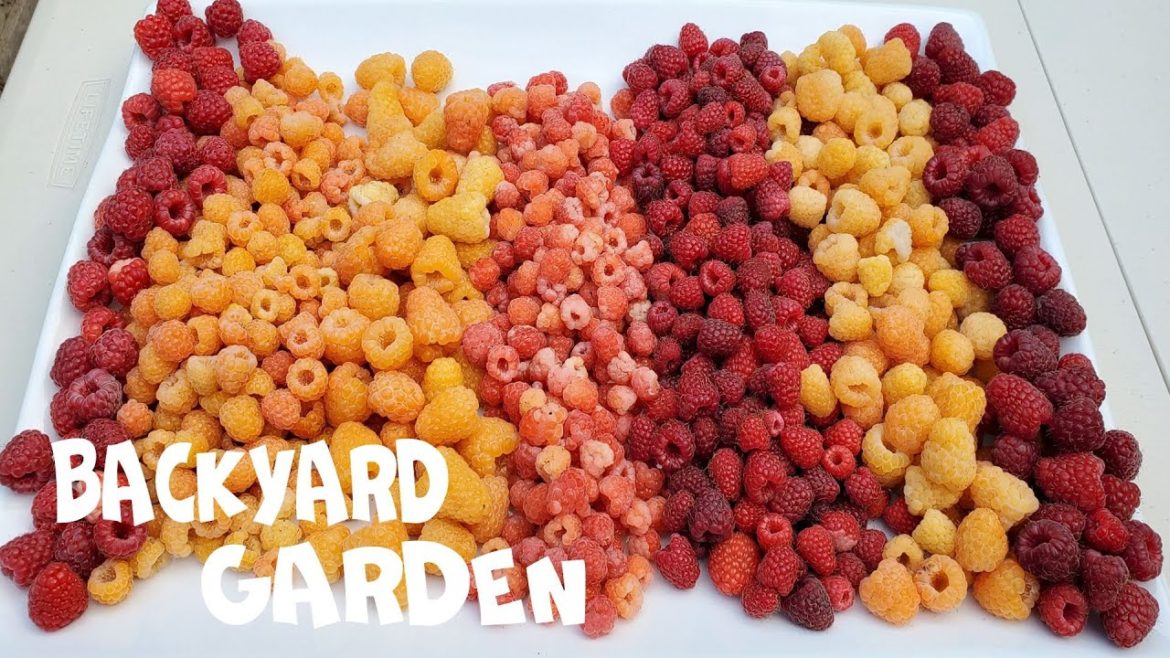 7 Raspberry variety | Summer and Fall Raspberries | Backyard Garden | Red, Yellow, & Gold Raspberry