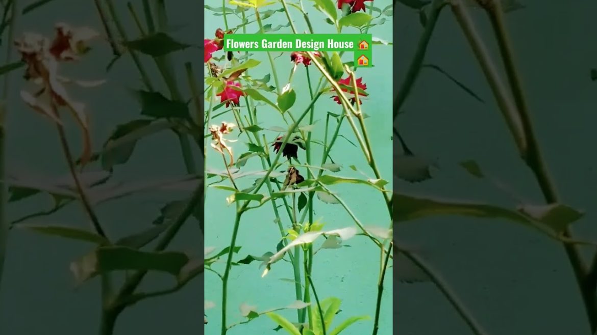 Flowers Garden Design for all. Tricks of a beautiful garden design within short period.