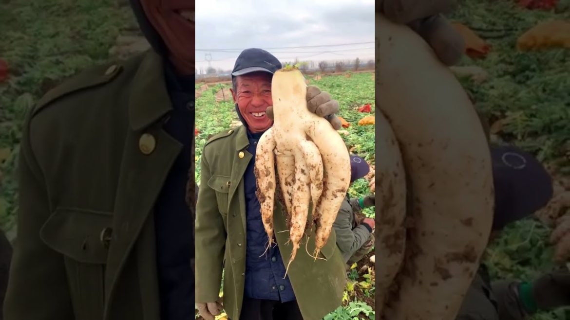 We call it Ginseng root for the poor! #shorts #harvest