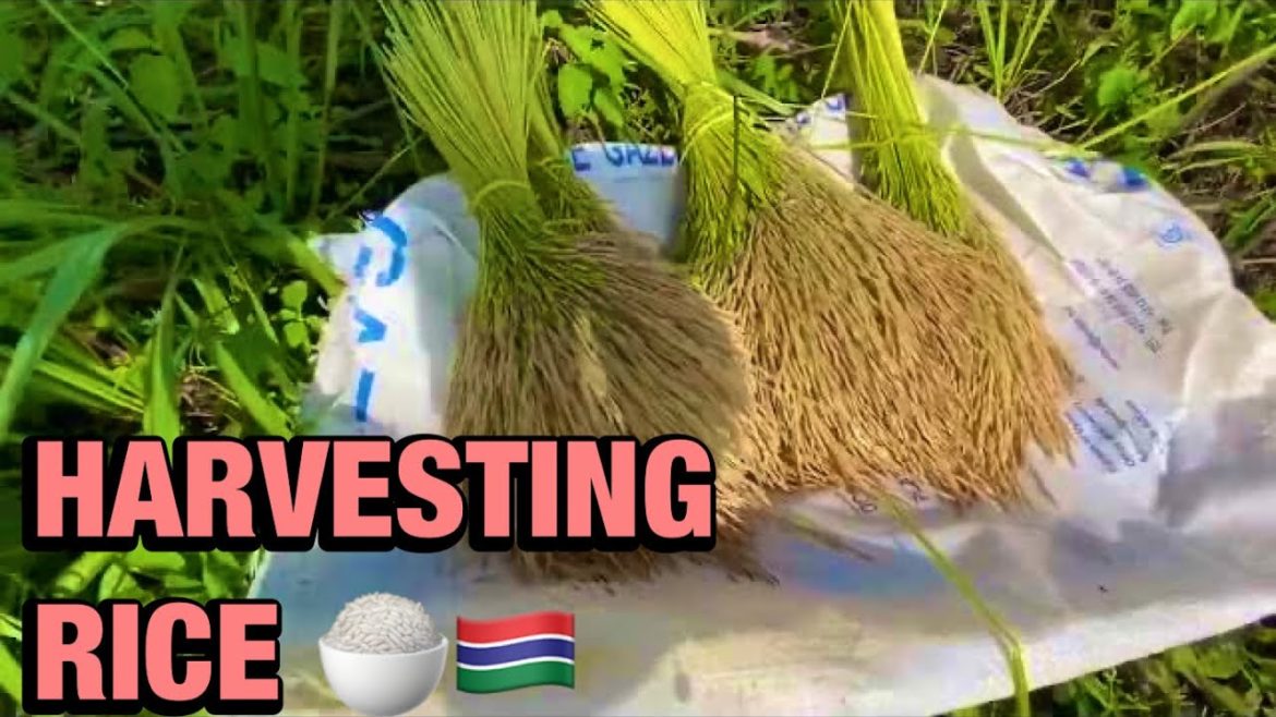Harvesting Rice with two new ladies (work associates). Harvesting Rice with two new ladies (work associates).