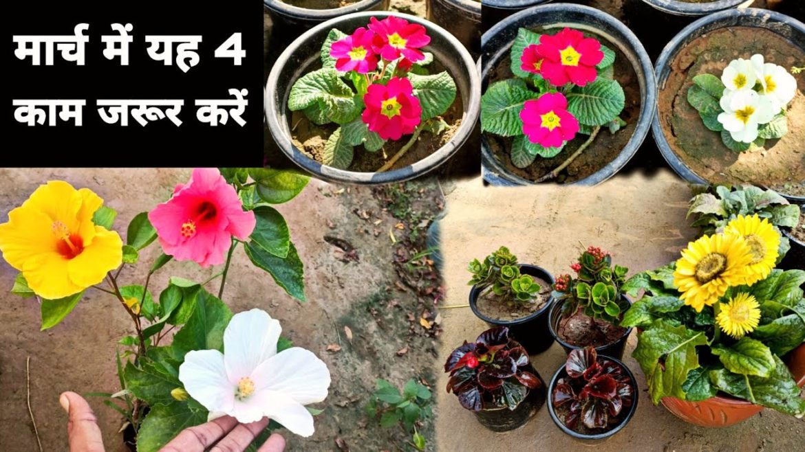 Best Gardening Tips For Beginners ।। अच्छी ग्रोथ और फूल के लिए 4 काम जरूर करना ।।