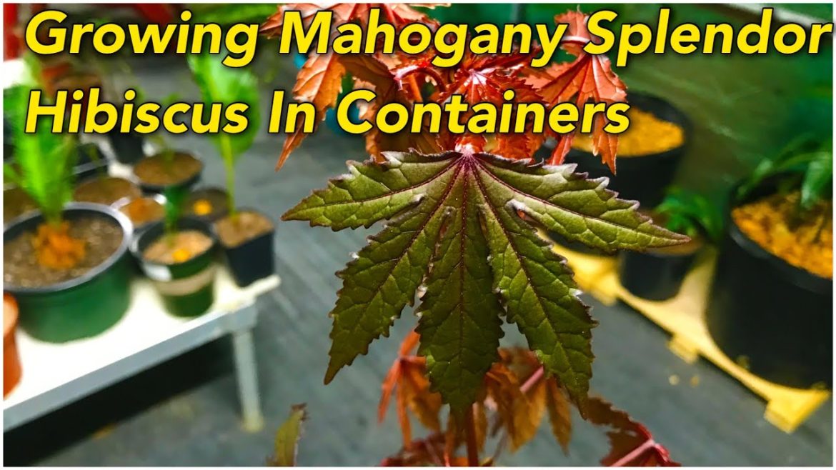 Growing Mahogany Splendor Hibiscus 🌺 In Containers