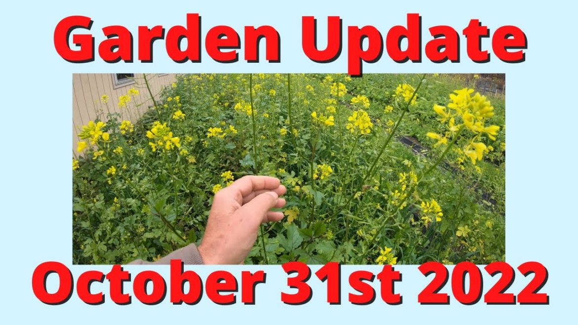 Gardens Update October 31st 2022