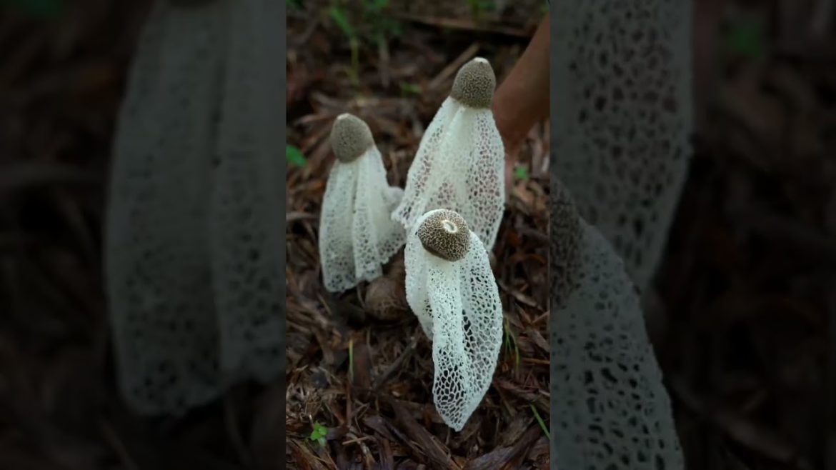 Harvesting bamboo mushrooms and drying #shorts #lifestyle