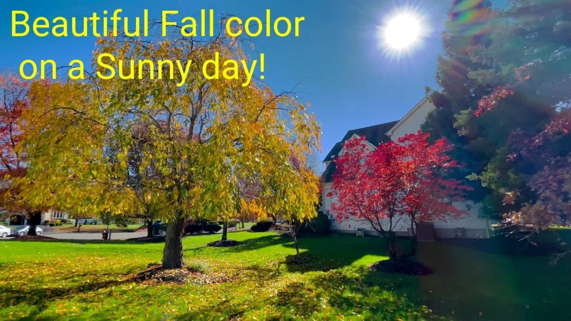 Peak Fall Colors around Garden on a Beautiful Sunny Day | Relaxing Music| Backyard Garden Highlights Peak Fall Colors around Garden on a Beautiful Sunny Day | Relaxing Music| Backyard Garden Highlights