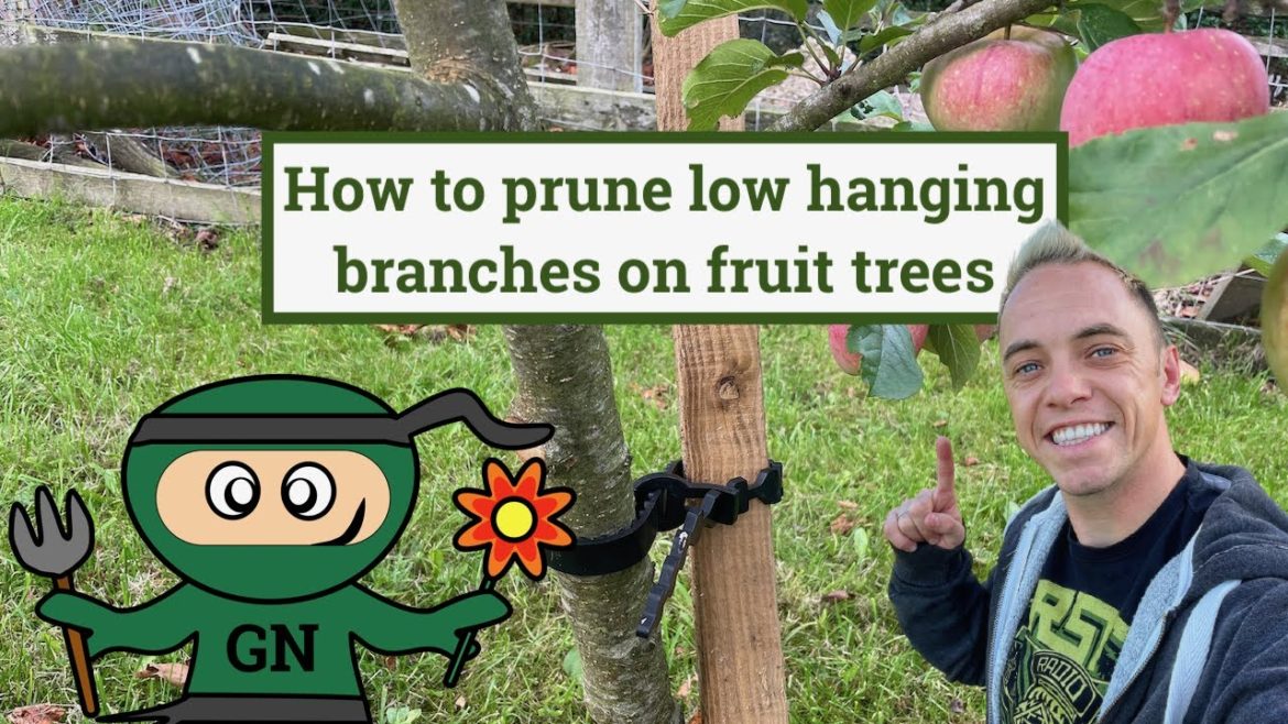How to Prune Low Hanging Fruit Tree Branches: The Easy Way How to Prune Low Hanging Fruit Tree Branches: The Easy Way