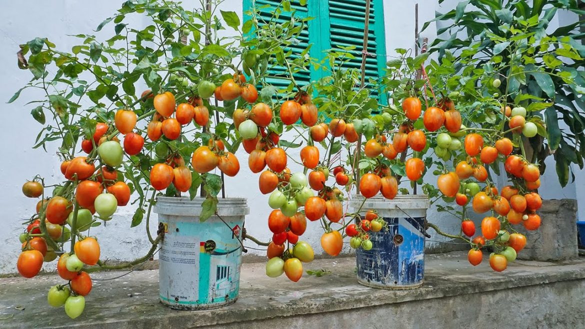 Method of growing tomatoes in plastic containers, growing tomatoes with many fruits using bananas Method of growing tomatoes in plastic containers, growing tomatoes with many fruits using bananas
