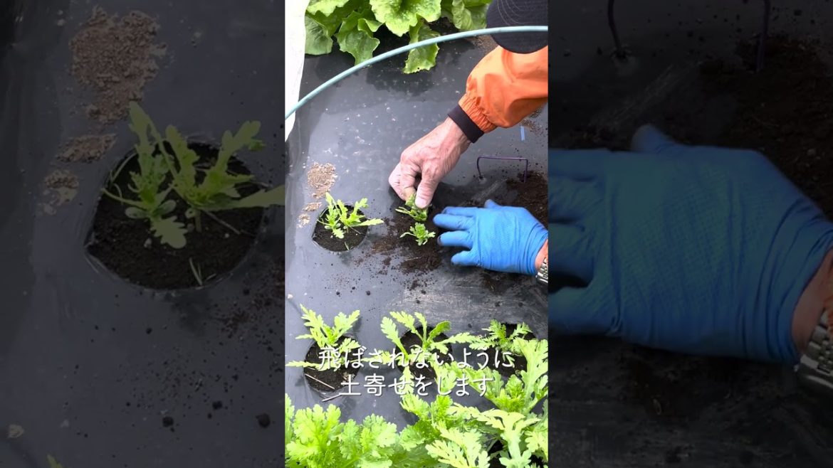 家庭菜園でやりたい!春菊栽培で間引きのコツ! #shorts /Tips for growing garland chrysanthemums from a Japanese farmer. 家庭菜園でやりたい!春菊栽培で間引きのコツ! #shorts /Tips for growing garland chrysanthemums from a Japanese farmer.