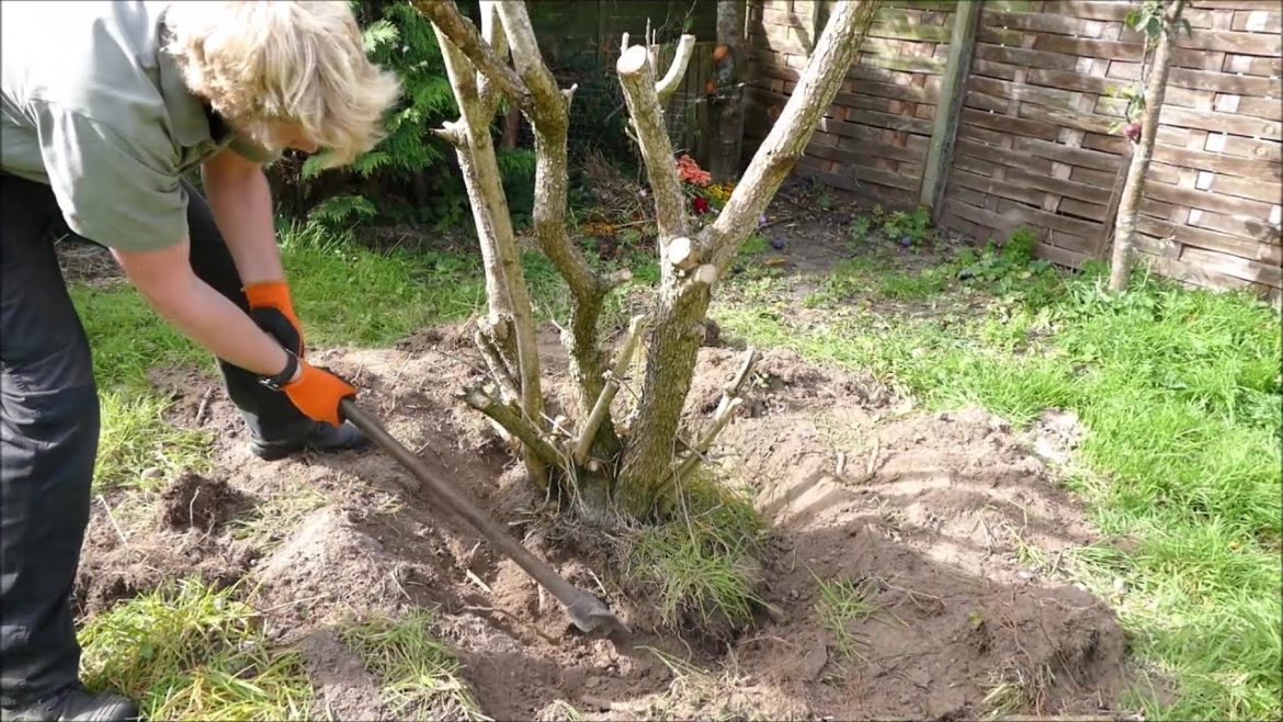 How I Remove Tree Stumps
