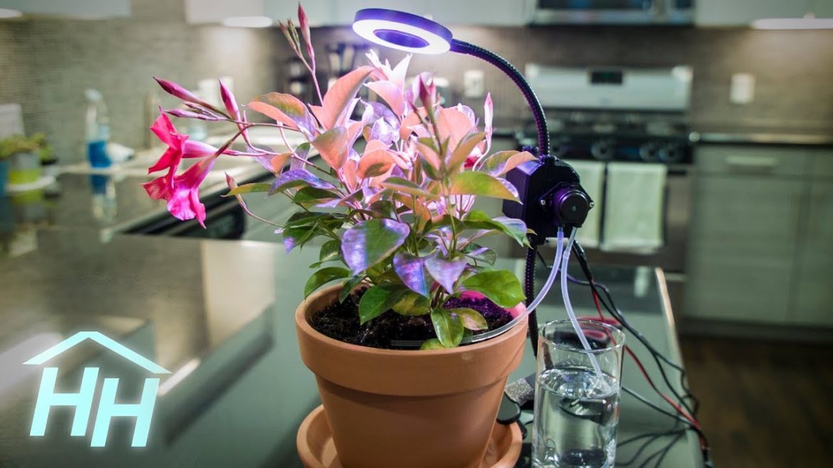 Make a Raspberry Pi Automated Gardener