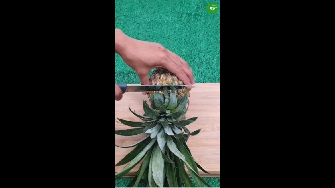 Amazing Method for Grow Pineapple from Cutting Top by Water #shorts #omg #trending
