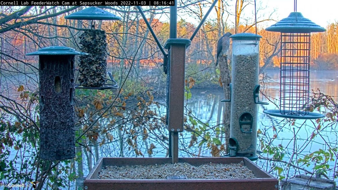 Cooper's Hawk Makes Pit Stop At Cornell Feeders, Blue Jays Sound The Alarm – Nov. 3, 2022