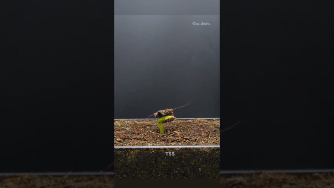 growing 1 seed of zucchini 🔆 #shorts #timelapse