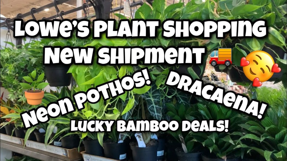 Let's Plant Shop At Lowe's! New Shipment! Lucky Bamboo! Neon Pothos! Elephant Ears! Amazing Deals!
