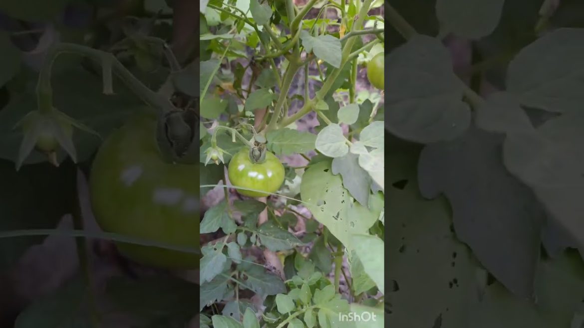 Viral Home Garden @Fresh vegetables beauty of nature.