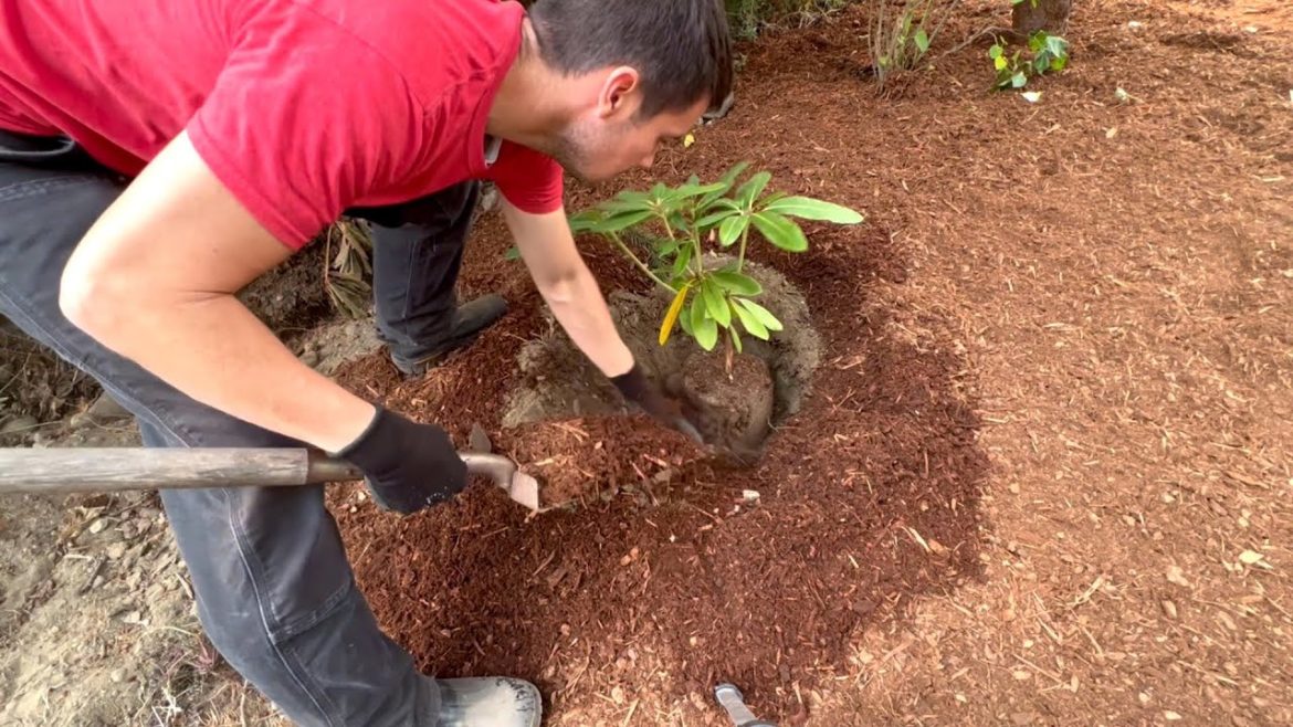 How to PLANT a PLANT in Less than 1 MINUTE #shorts #gardening #plants #landscape #grow