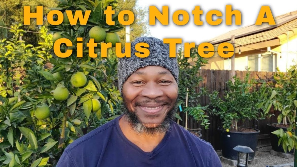 How To Notch A Citrus Tree | Experiment A Success | #citrustrees #bearesslime How To Notch A Citrus Tree | Experiment A Success | #citrustrees #bearesslime