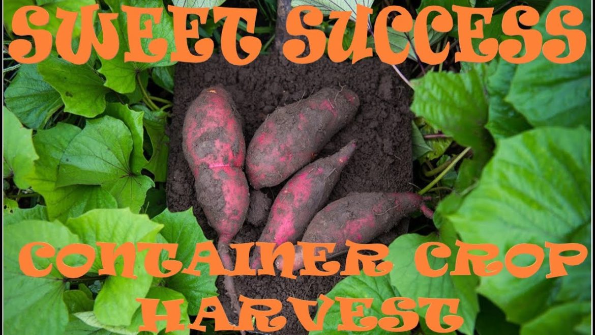 SWEET POTATO HARVEST FROM MULTIPLE CONTAINER SIZES SWEET POTATO HARVEST FROM MULTIPLE CONTAINER SIZES