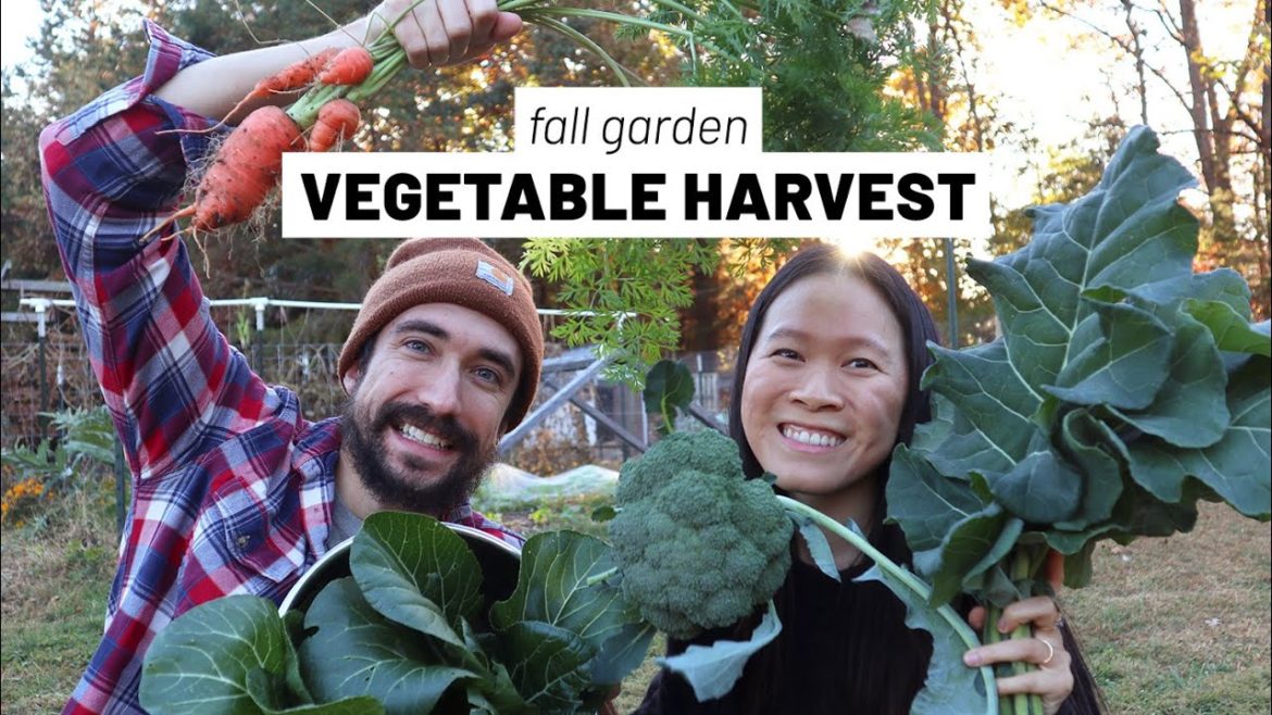 Harvesting from the garden grocery store 🥦🥕 🥬 Fall vegetables // GroundedHavenHomestead Harvesting from the garden grocery store 🥦🥕 🥬 Fall vegetables // GroundedHavenHomestead