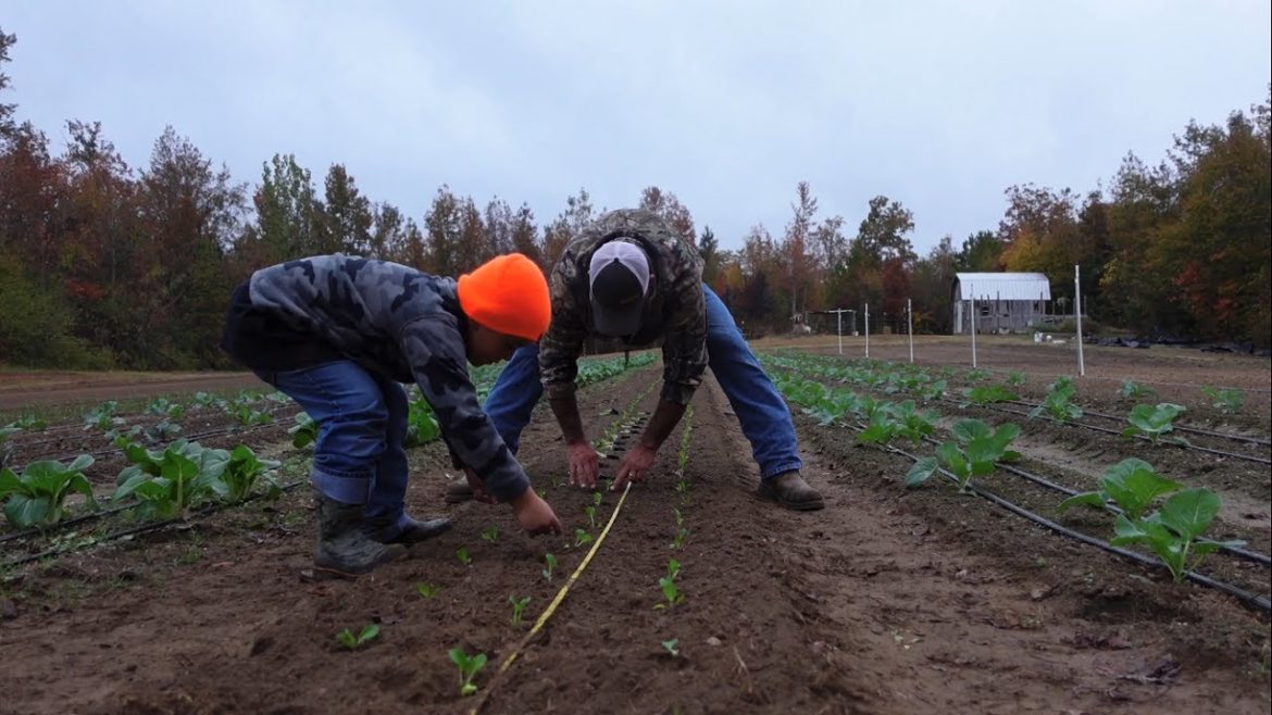Bok Choy and Joi choy planting, End of October Garden update. Bok Choy and Joi choy planting, End of October Garden update.