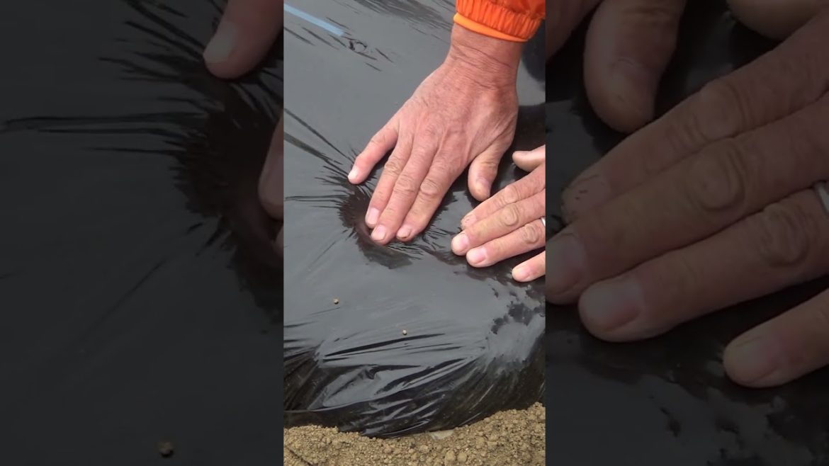 家庭菜園でやりたい!ニンニク栽培で植え付けのコツ!#shorts /Aphid control tips from Japanese farmers. 家庭菜園でやりたい!ニンニク栽培で植え付けのコツ!#shorts /Aphid control tips from Japanese farmers.