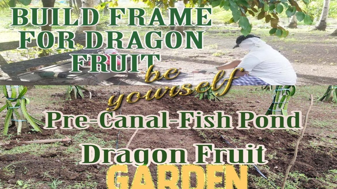 How to build a frame for steam and create canal for fish pond in dragon fruit How to build a frame for steam and create canal for fish pond in dragon fruit