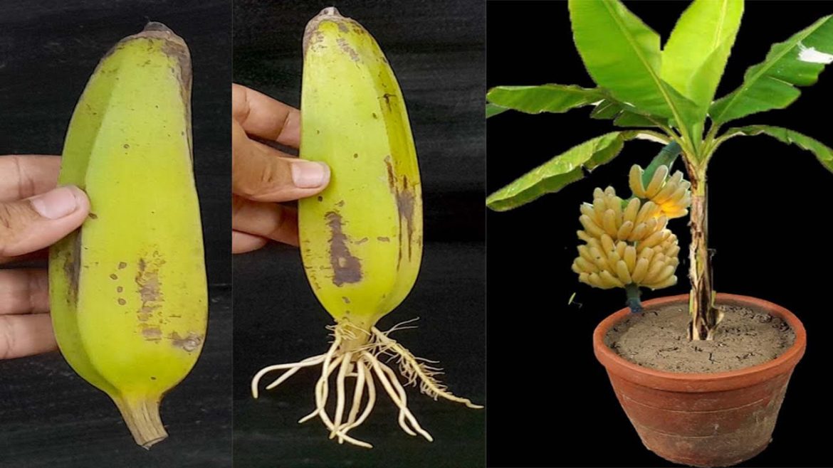 Unique Skill How to grow banana tree from banana || Trees made from bananas
