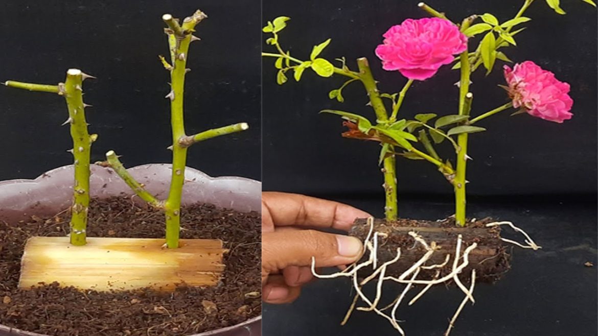 Easy way to grow rose from cutting, How to grow rose plant from cutting in a banana tree trunk