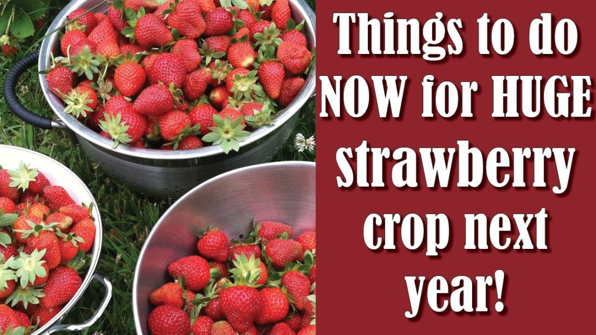 How I Grow HUGE Amounts of Strawberries | Autumn Chores