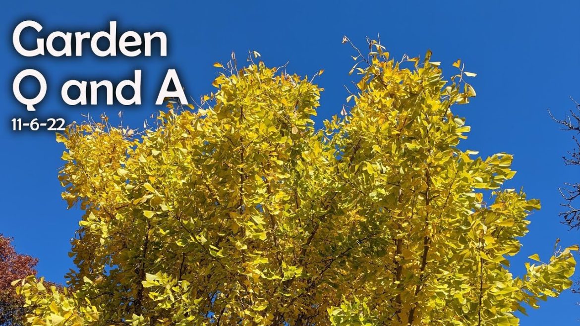 Great Gardening Questions from Subscribers – Winter garden questions, irrigation, sunshine illicium Great Gardening Questions from Subscribers - Winter garden questions, irrigation, sunshine illicium