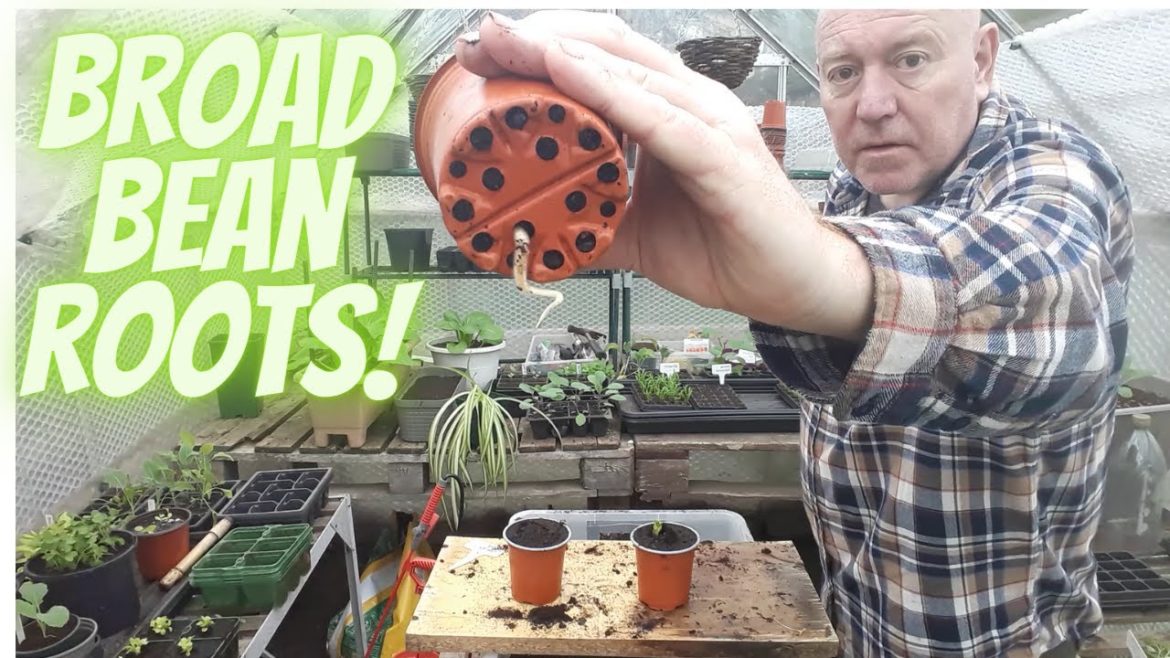 Broad Bean Roots [Gardening Allotment UK] [Grow Vegetables At Home ]
