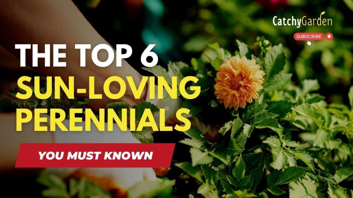 Here Are The Top 6 Sun Loving Perennials 🌻🌷🌺 // Gardening Tips
